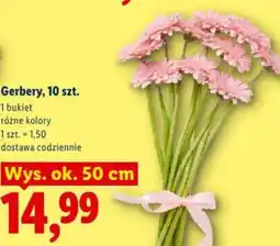Lidl Gerbery oferta