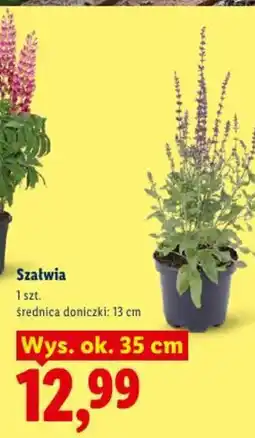 Lidl Szałwia oferta