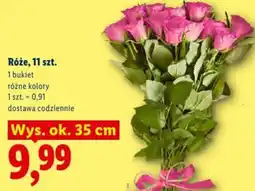 Lidl Róże oferta