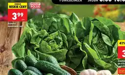 Biedronka Sałata masłowa polska oferta