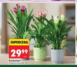 Biedronka Kurkuma oferta