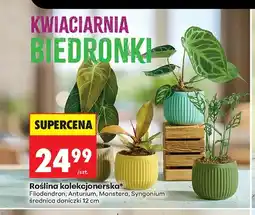 Biedronka Roślina kolekcjonerska Anturium oferta