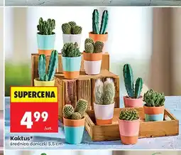 Biedronka Kaktus oferta