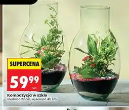 Biedronka Kompozycja w szkle oferta