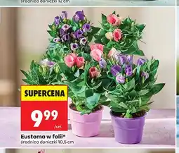 Biedronka Eustoma w folii oferta
