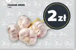 Netto Czosnek oferta
