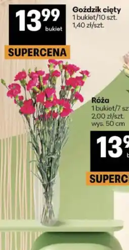 Delikatesy Centrum Goździk cięty oferta
