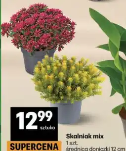 Delikatesy Centrum Skalniak mix oferta