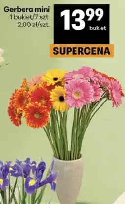 Delikatesy Centrum Gerbera mini oferta