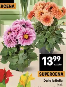 Delikatesy Centrum Dalia la Bella oferta