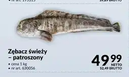 Makro Zębacz świeży patroszony oferta