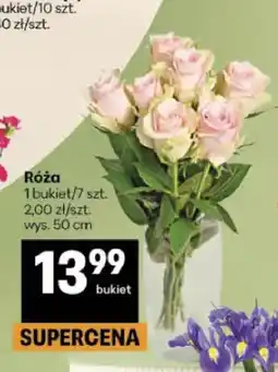 Delikatesy Centrum Róża 7-pak oferta