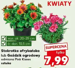Kaufland Stokrotka afrykańska lub Goździk ogrodowy oferta