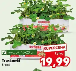 Kaufland Truskawki oferta