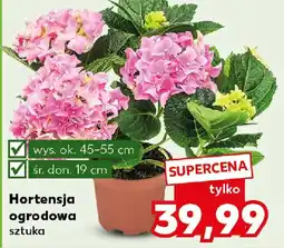Kaufland Hortensja ogrodowa oferta