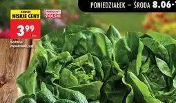 Biedronka Sałata masłowa , szt oferta