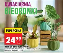 Biedronka Roślina kolekcjonerska oferta