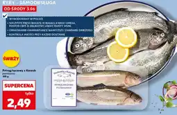 Kaufland Pstrąg tęczowy Kaszub oferta