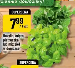 Polomarket Bazylia w doniczce oferta