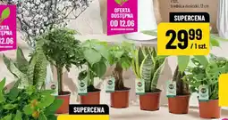 Polomarket Rośliny zielone mix oferta