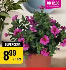 Polomarket Calibrachoe oferta