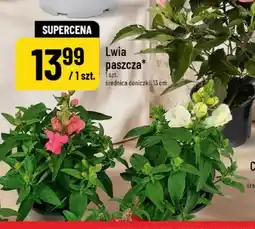 Polomarket Lwia paszcza oferta