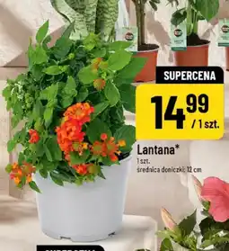 Polomarket Lantana oferta