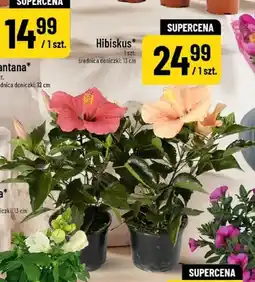 Polomarket Hibiskus oferta