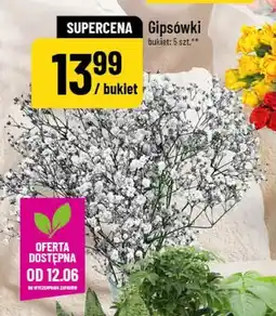 Polomarket Gipsówki bukiet 5-pak oferta