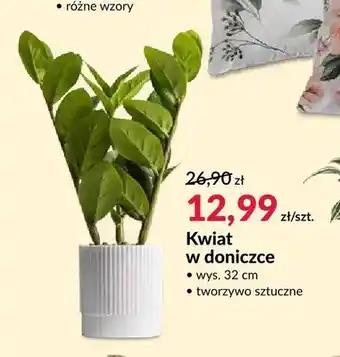 Kwiat w doniczce