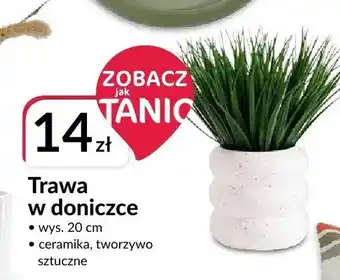 Agata Meble Trawa w doniczce oferta
