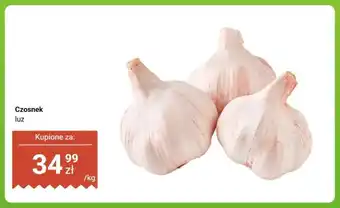 Dino Czosnek luz oferta