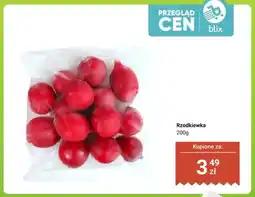 Dino Rzodkiewka oferta