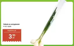 Dino Cebula ze szczypiorem oferta