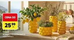 Carrefour Wazon oferta