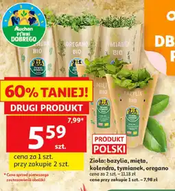 Auchan Zioła: bazylia, mięta, kolendra, tymianek, oregano Pewni Dobrego oferta