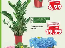 Kaufland Zamiokulkas sztuka oferta