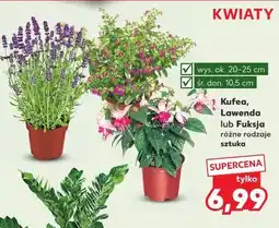 Kaufland Kufea, Lawenda lub Fuksja różne rodzaje oferta
