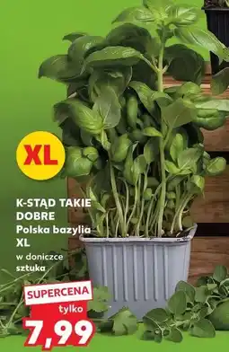 Kaufland K-STĄD TAKIE DOBRE Polska bazylia XL w doniczce sztuka oferta