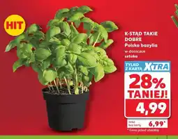 Kaufland K-STĄD TAKIE DOBRE Polska bazylia w doniczce sztuka oferta