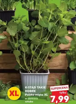 Kaufland K-STĄD TAKIE DOBRE Polska mięta XL w doniczce sztuka oferta