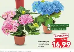 Kaufland Hortensja różne kolory sztuka oferta