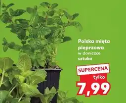 Kaufland Polska mięta pieprzowa w doniczce sztuka oferta