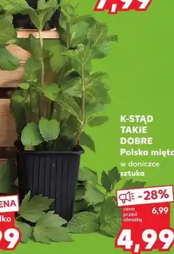Kaufland K-STĄD TAKIE DOBRE Polska mięta w doniczce sztuka oferta
