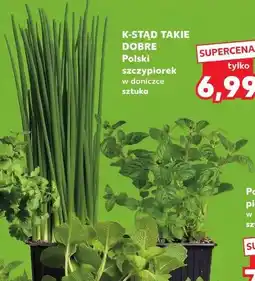 Kaufland K-STĄD TAKIE DOBRE Polski szczypiorek w doniczce sztuka oferta