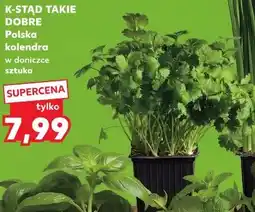 Kaufland K-STĄD TAKIE DOBRE Polska kolendra w doniczce sztuka oferta