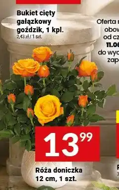 Twój Market Róża doniczka oferta