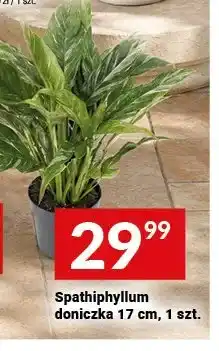 Twój Market Spathiphyllum doniczka oferta