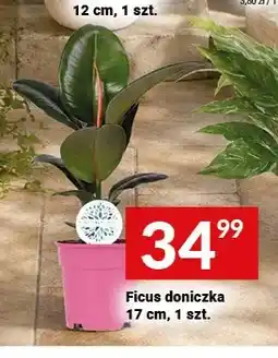 Twój Market Ficus doniczka oferta