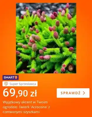 Świerk Acrocona z czerwonymi szyszkami